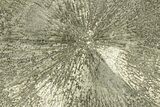 Pyrite Sun - Sparta, Illinois #180649-1